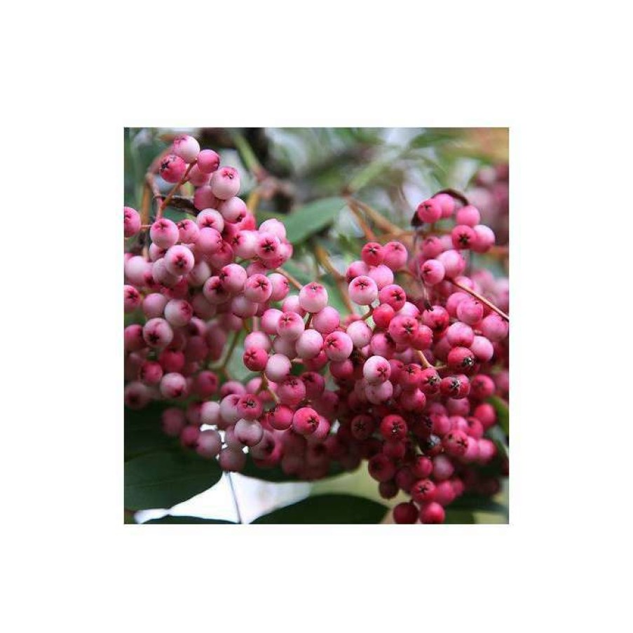 Ornamental Trees * | Sorbus Pseudohupehensis 'Pink Pagoda' | Rowan Tree | 12L Pot | 150-180Cm | By Frank P Matthews