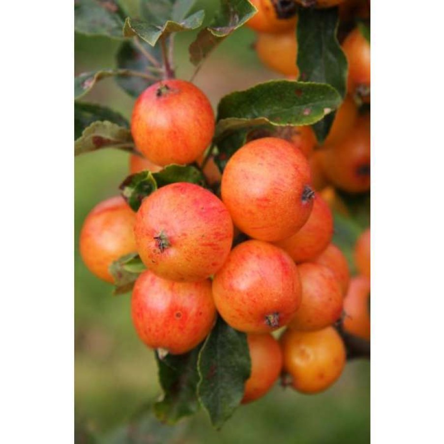 Ornamental Trees * | Malus Nuvar Marble | Crab Apple Tree | 12L Pot | 150-180Cm | By Frank P Matthews