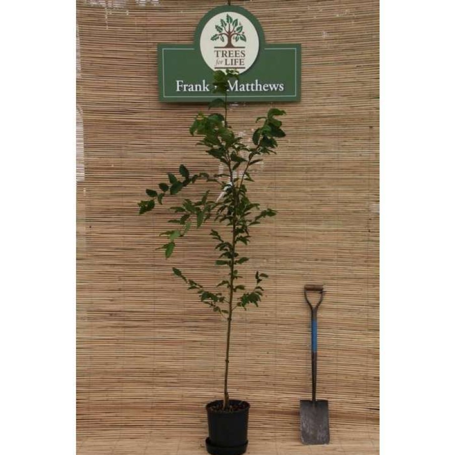 Ornamental Trees * | Carpinus Betulus 'Lucas' | Hornbeam Tree | 12L Pot | 150-180Cm | By Frank P Matthews