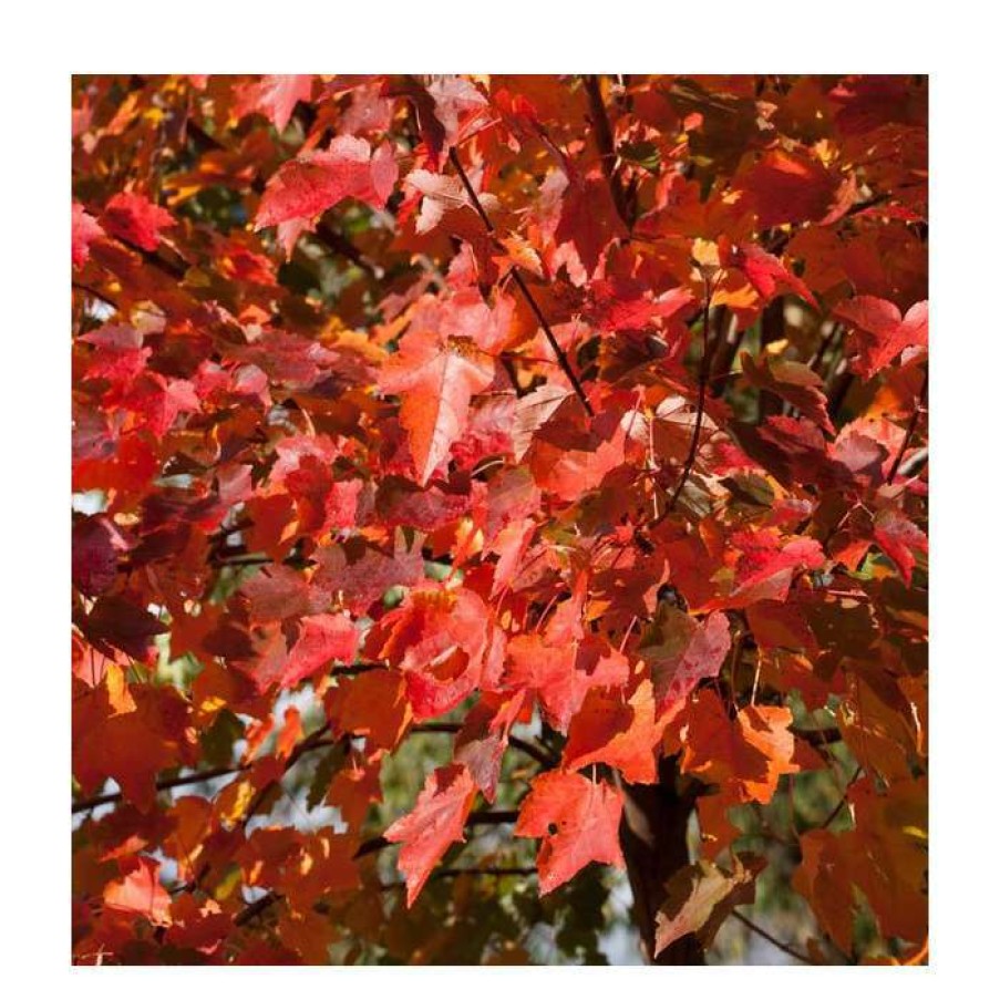 Ornamental Trees * | Acer Rubrum 'Scanlon' | Red Maple Tree | 12L Pot | 150-180Cm | By Frank P Matthews