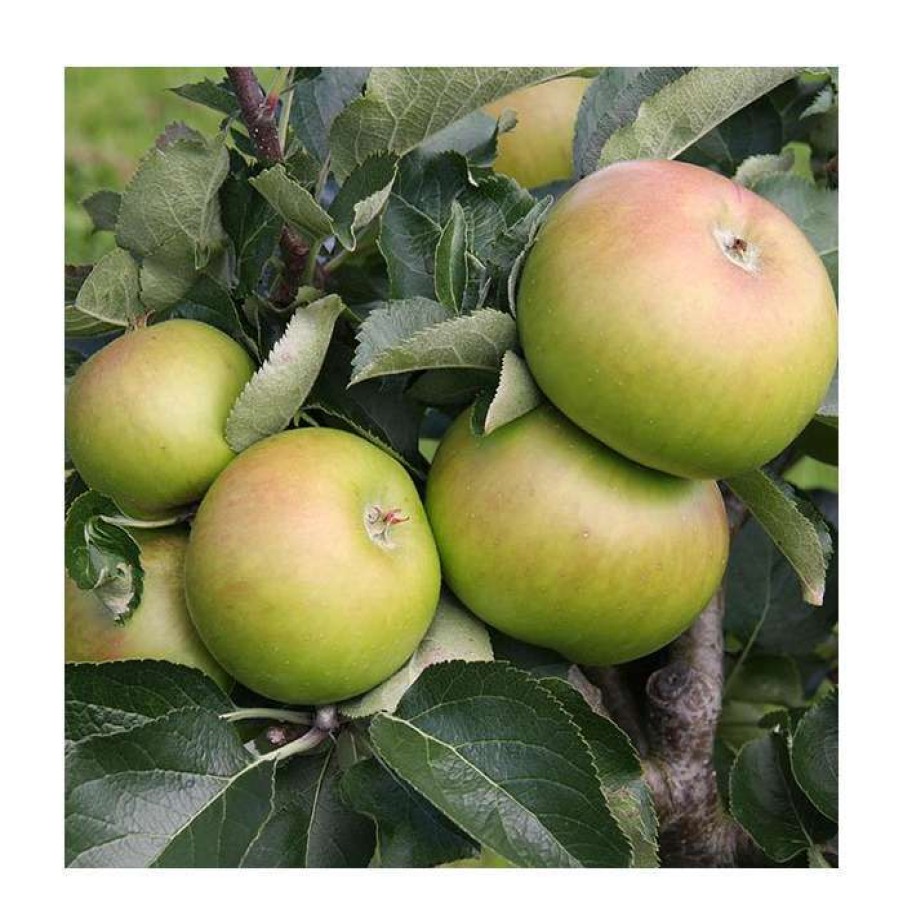 Fruit Trees * | 5Ft 'Bramley'S Seedling' Cooking Apple Tree | Mm106 Semi Vigorous Rootstock | 12L Pot | By Frank P Matthews