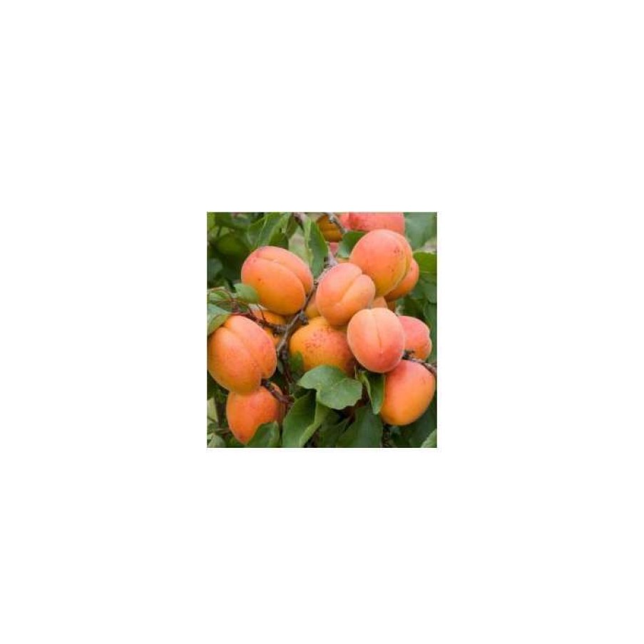 Fruit Trees * | Prunus 'Tomcot' | Apricot Tree