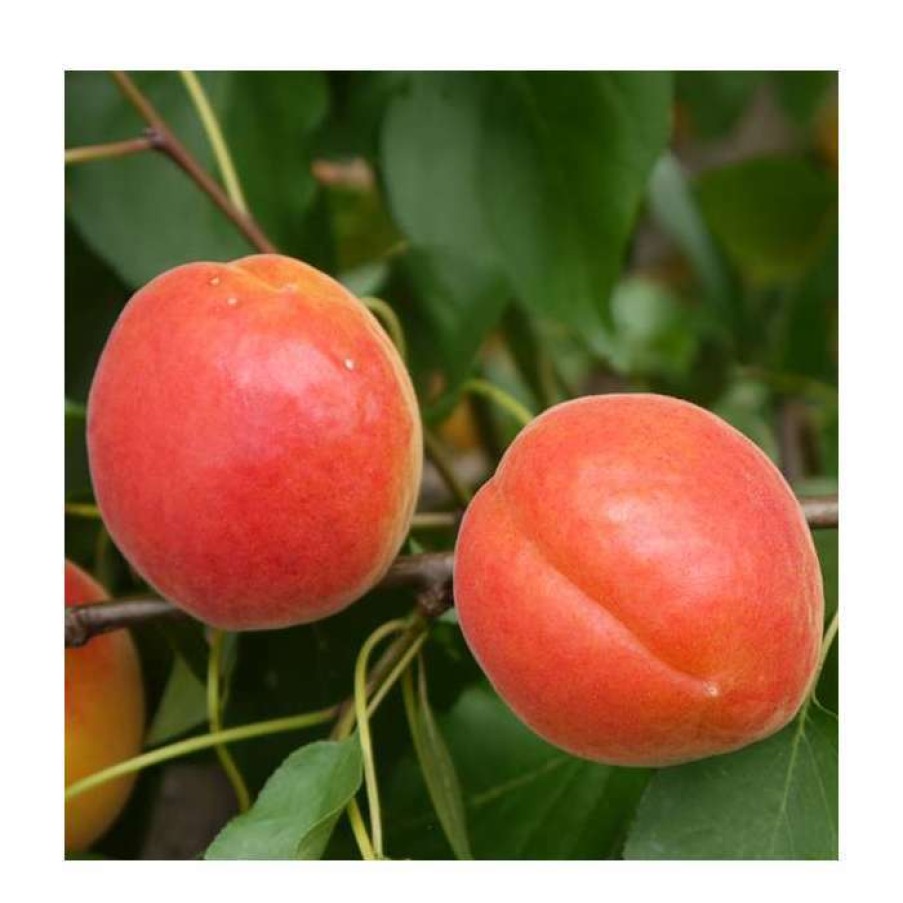 Fruit Trees * | 5Ft 'Pink Marry' Apricot Tree | Sja Semi Vigorous Rootstock | 12L Pot | By Frank P Matthews