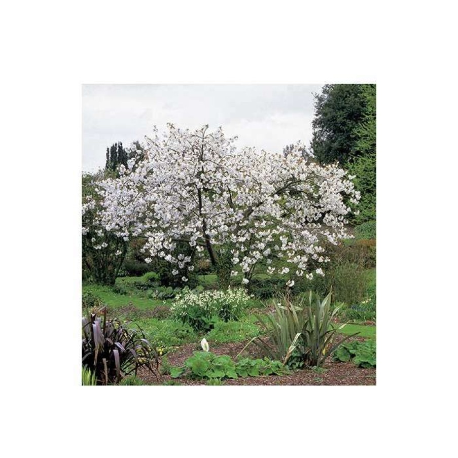 Ornamental Trees * | Prunus 'Tai Haku' | Cherry Blossom Tree