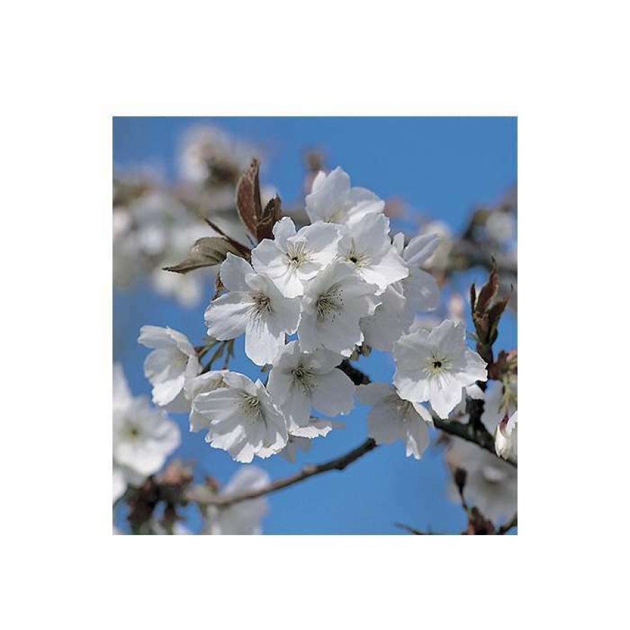 Ornamental Trees * | Prunus 'Tai Haku' | Cherry Blossom Tree