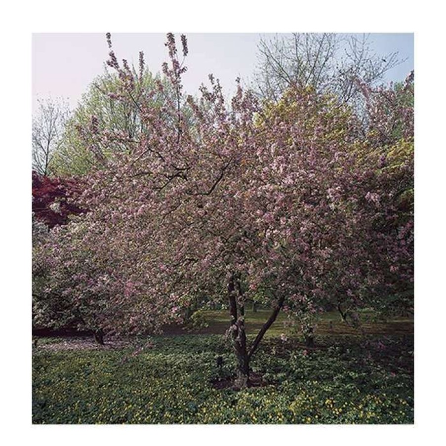 Ornamental Trees * | Malus X Purpurea 'Neville Copeman' | Crabapple Tree