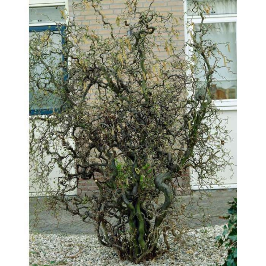 Ornamental Trees * | Corylus Avellana 'Contorta' | Corkscrew Hazel Tree | 9L Pot | 120-150Cm