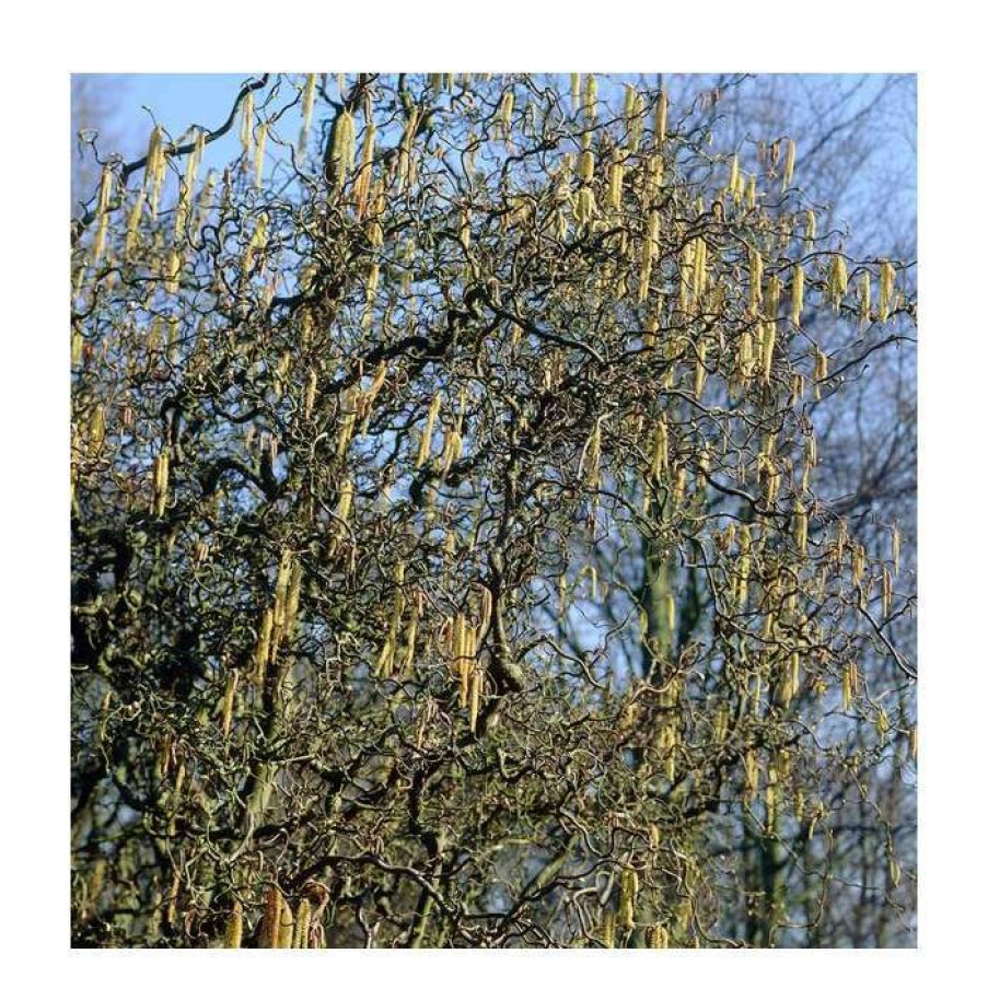 Ornamental Trees * | Corylus Avellana 'Contorta' | Corkscrew Hazel Tree | 9L Pot | 120-150Cm