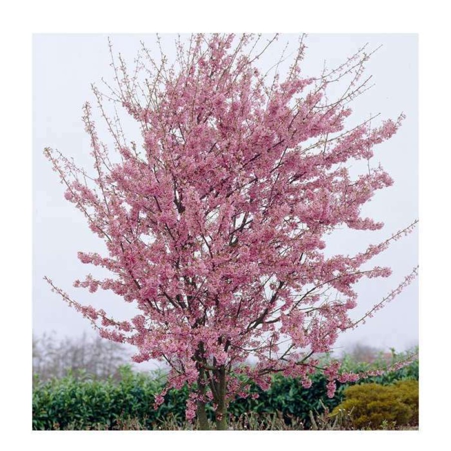 Ornamental Trees * | Prunus 'Okame' | Cherry Blossom Tree | 12L Pot | 150-180Cm | By Frank P Matthews