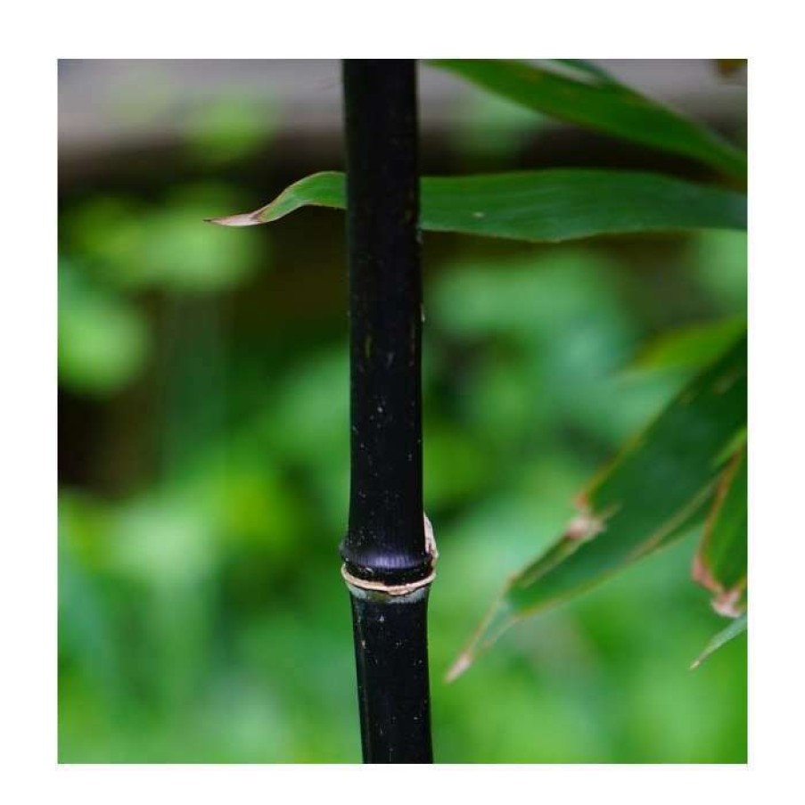 Ornamental Trees * | Black Bamboo | Phyllostachys Nigra