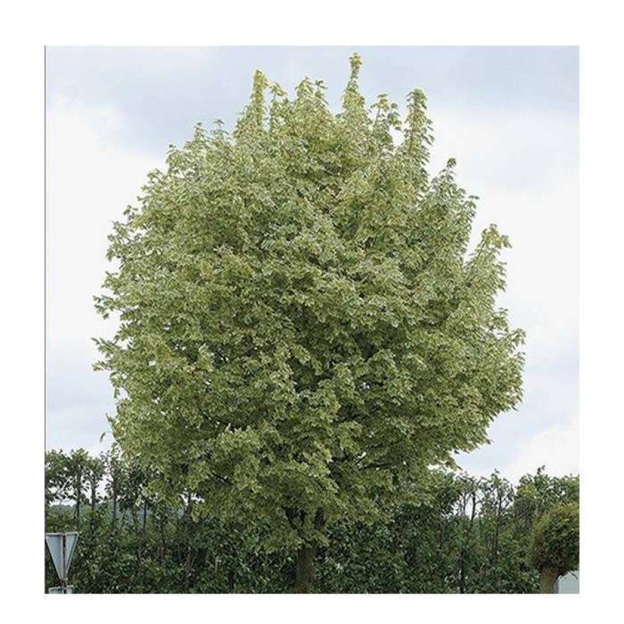 Ornamental Trees * | Acer Platanoides 'Drummondii' | Silver Variegated Norway Maple Tree | 12L Pot | 120-150Cm