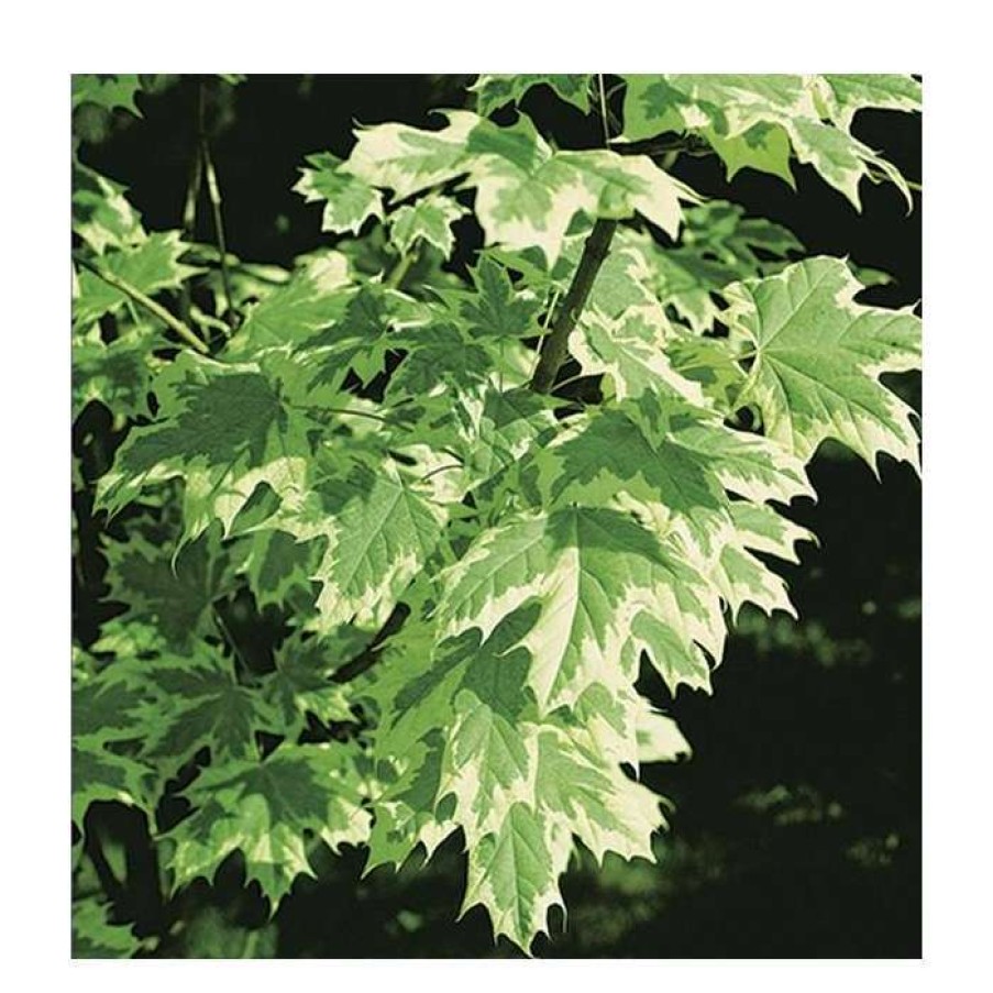 Ornamental Trees * | Acer Platanoides 'Drummondii' | Silver Variegated Norway Maple Tree | 12L Pot | 120-150Cm