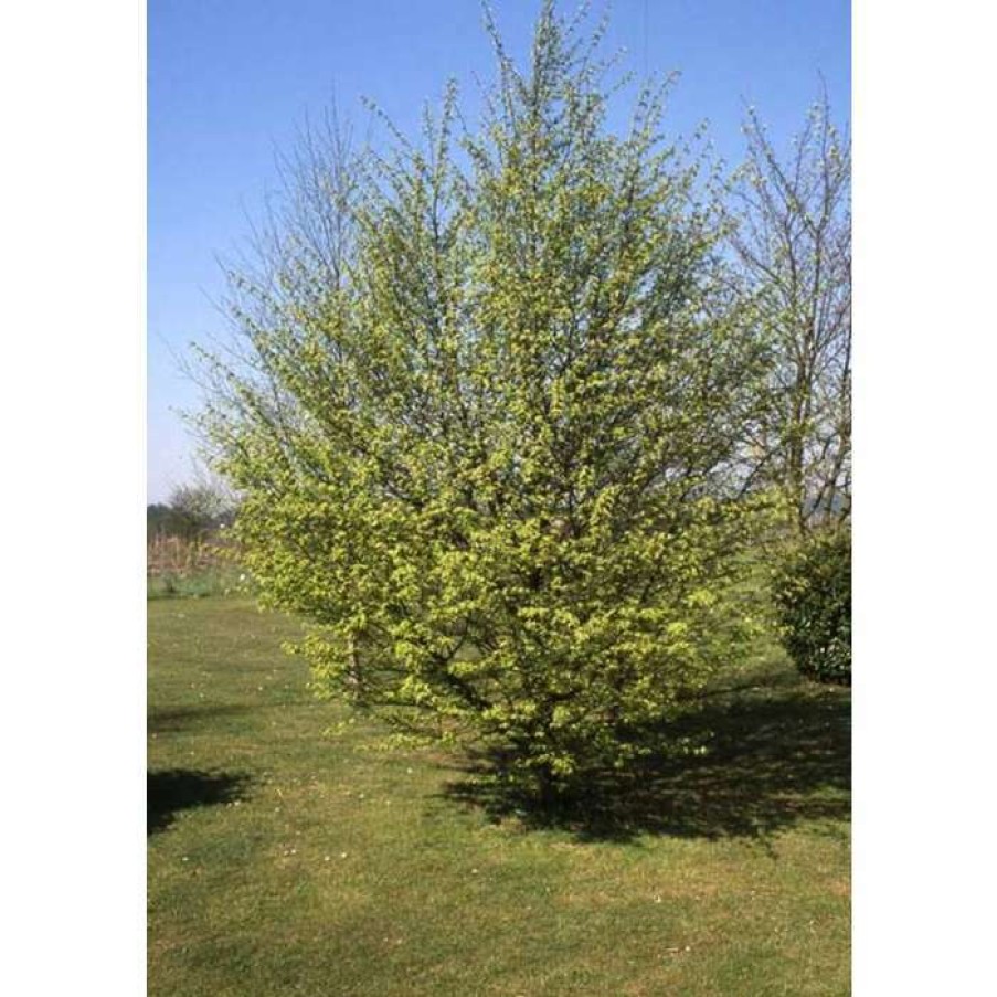 Ornamental Trees * | Carpinus Betulus | Common Hornbeam Tree | 12L Pot | 150-180Cm | By Frank P Matthews