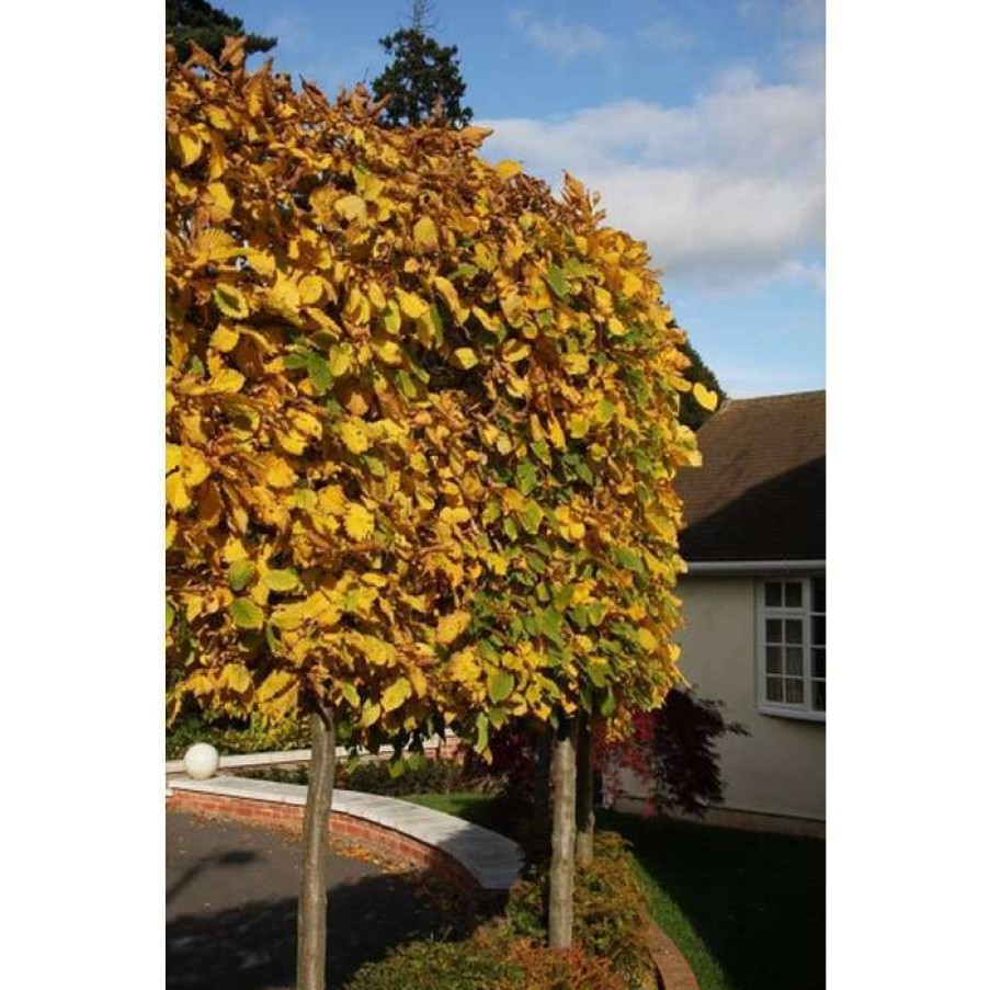 Ornamental Trees * | Carpinus Betulus | Common Hornbeam Tree | 12L Pot | 150-180Cm | By Frank P Matthews