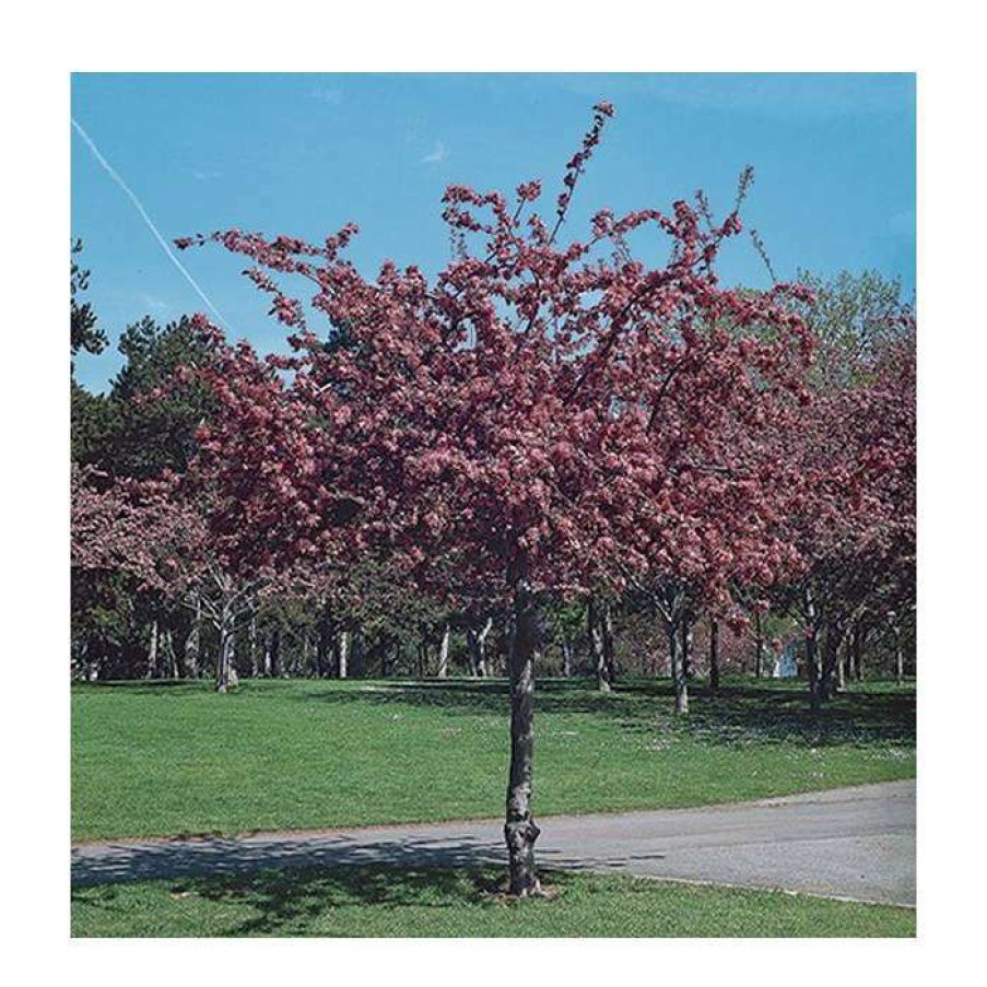 Ornamental Trees * | Malus X Moerlandsii 'Profusion' | Crabapple Tree