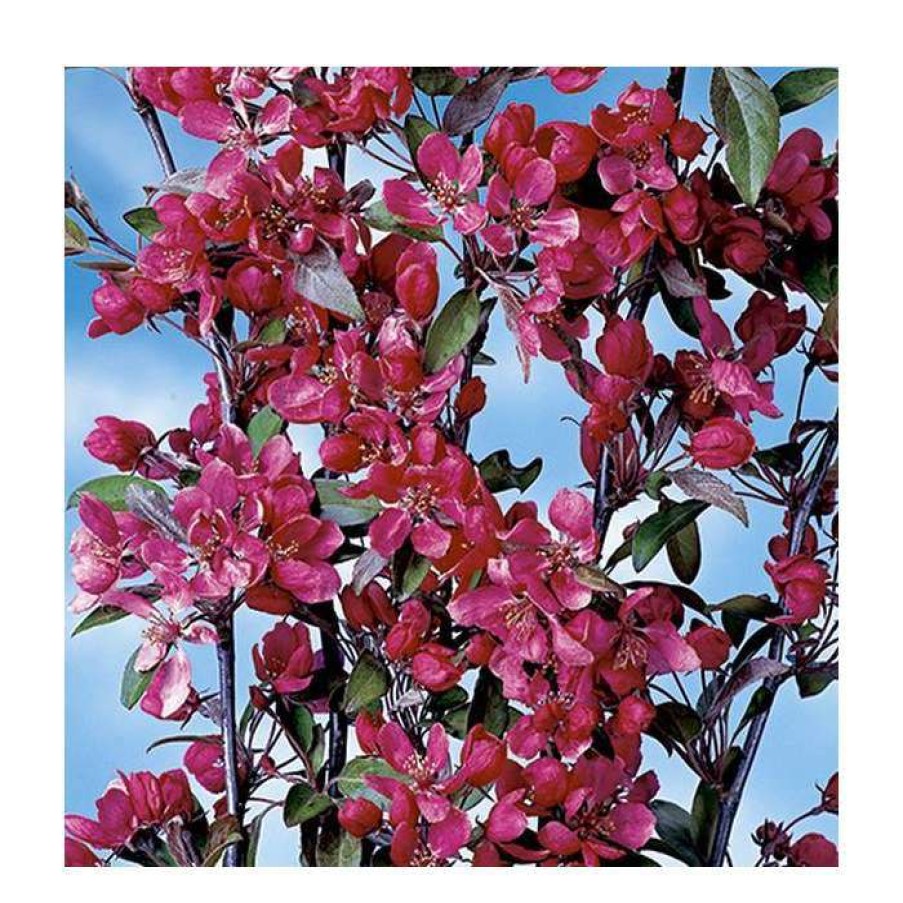 Ornamental Trees * | Malus X Moerlandsii 'Profusion' | Crabapple Tree