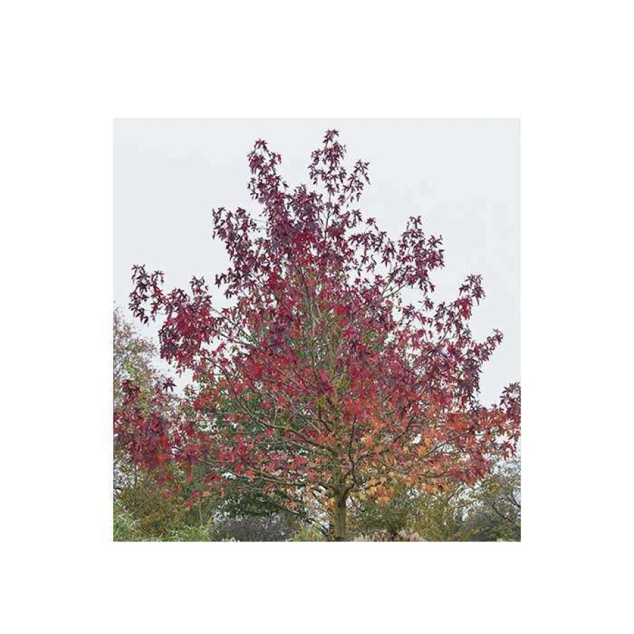 Ornamental Trees * | Liquidambar Styraciflua 'Worplesdon' | Sweet Gum Tree | 12L Pot | 150-180Cm | By Frank P Matthews