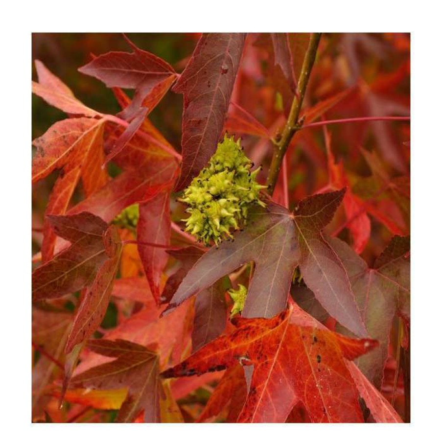 Ornamental Trees * | Liquidambar Styraciflua 'Worplesdon' | Sweet Gum Tree | 12L Pot | 150-180Cm | By Frank P Matthews