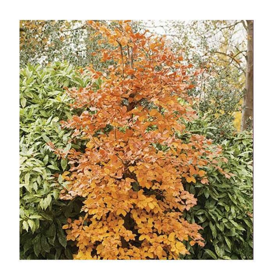 Ornamental Trees * | Fagus Sylvatica | Common Beech Tree | 12L Pot | 150-180Cm | By Frank P Matthews