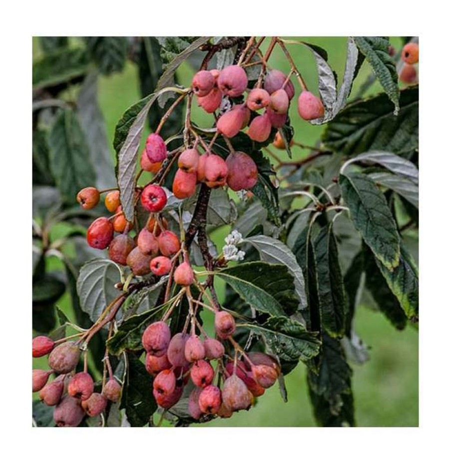 Ornamental Trees * | Sorbus Folgneri 'Emiel' | 12L Pot | 150-180Cm | By Frank P Matthews