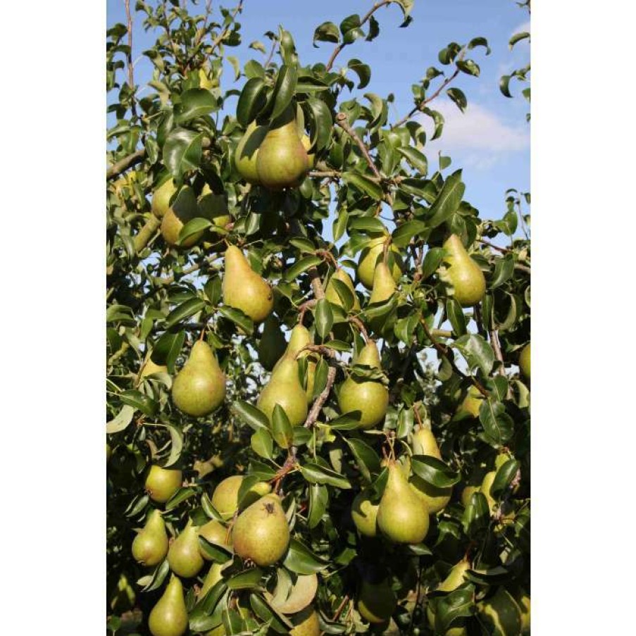 Fruit Trees * | 4Ft Concorde' Patio Pear Tree | Eline Dwarfing Rootstock | 11.5L Pot | By Frank P Matthews