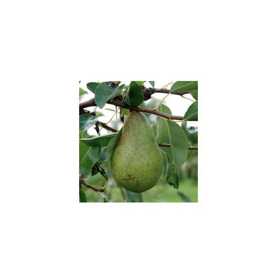 Fruit Trees * | 4Ft Concorde' Patio Pear Tree | Eline Dwarfing Rootstock | 11.5L Pot | By Frank P Matthews