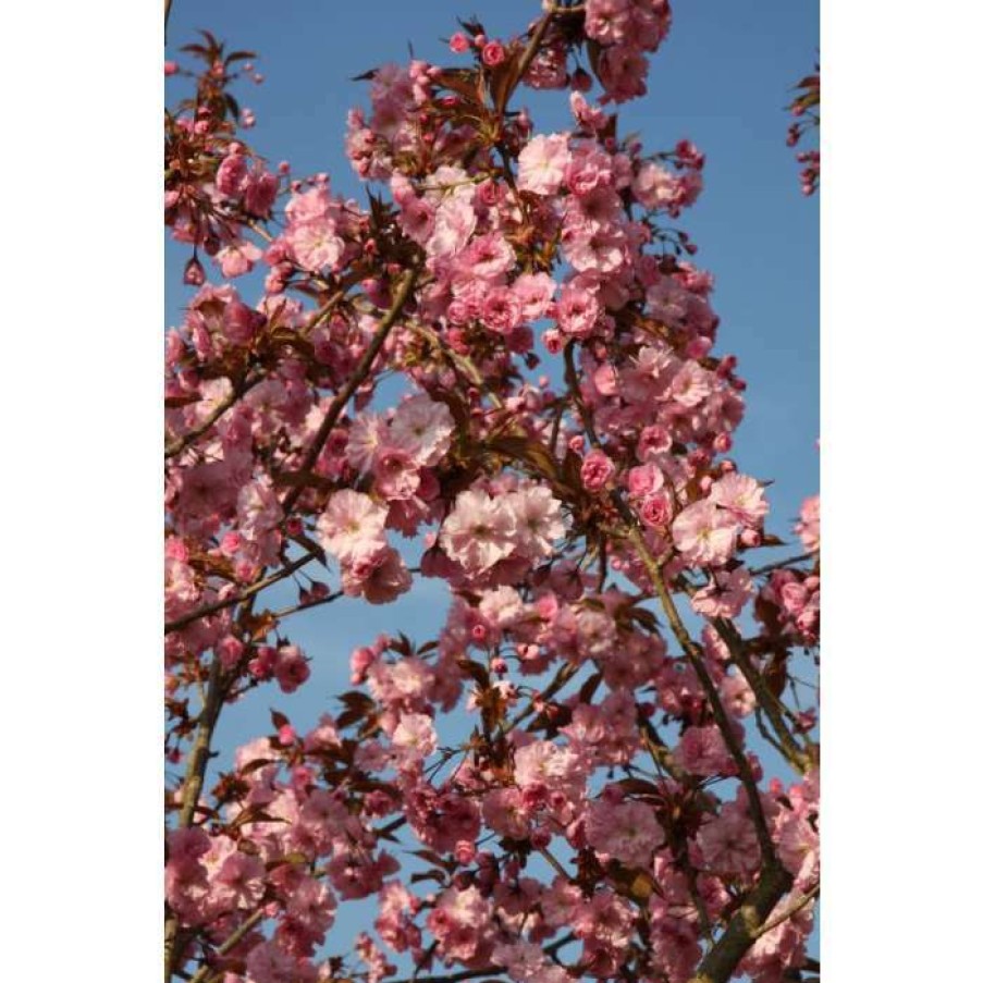 Ornamental Trees * | Prunus 'Hokusai' | Cherry Blossom Tree | 12L Pot | 150-180Cm | By Frank P Matthews