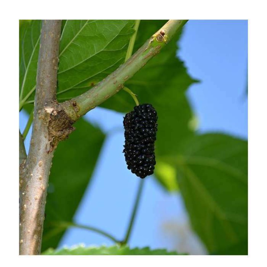 Fruit Trees * | 4-5Ft 'Repsime' Mulberry Tree | 9L Pot | Morus Nigra