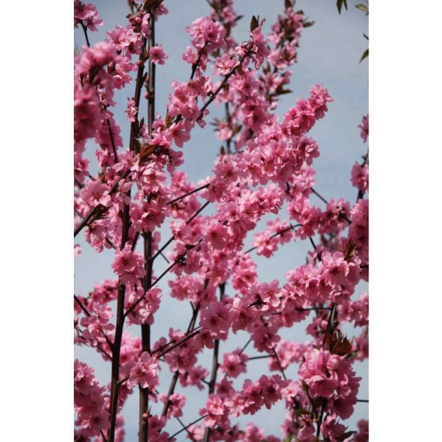 Ornamental Trees * | Prunus Cerasifera 'Spring Glow' | Cherry Blossom Tree | 12L Pot | 150-180Cm | By Frank P Matthews