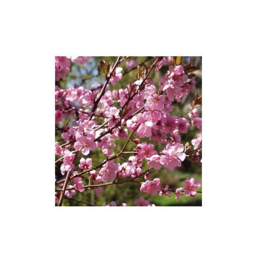 Ornamental Trees * | Prunus Cerasifera 'Spring Glow' | Cherry Blossom Tree | 12L Pot | 150-180Cm | By Frank P Matthews