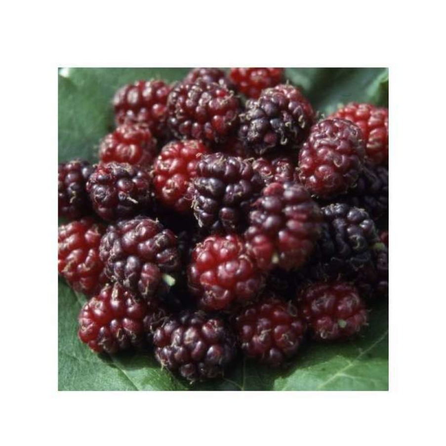 Fruit Trees * | 5Ft 'Chelsea' (King James) Mulberry Tree | 12L Pot | By Frank P Matthews