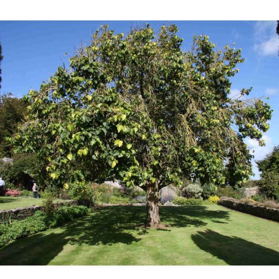 Fruit Trees * | 5Ft 'Chelsea' (King James) Mulberry Tree | 12L Pot | By Frank P Matthews