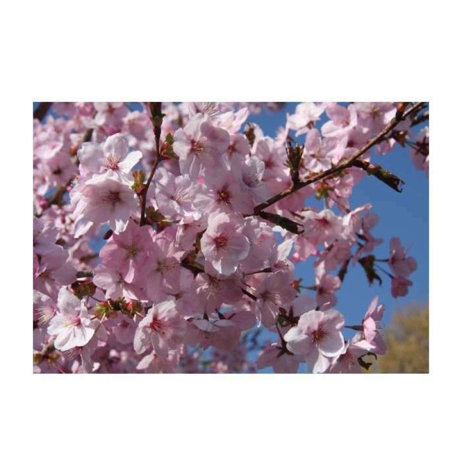 Ornamental Trees * | Prunus 'Jacqueline' | Cherry Blossom Tree | 12L Pot | 150-180Cm | By Frank P Matthews