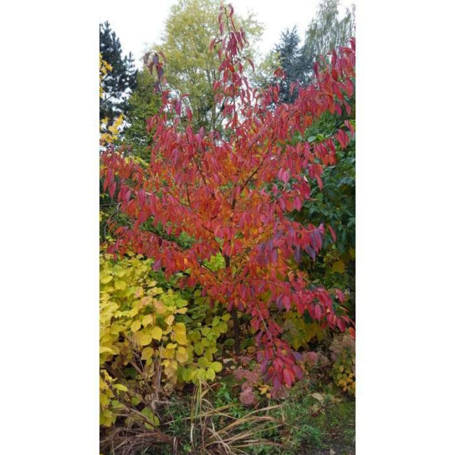 Ornamental Trees * | Prunus 'Jacqueline' | Cherry Blossom Tree | 12L Pot | 150-180Cm | By Frank P Matthews