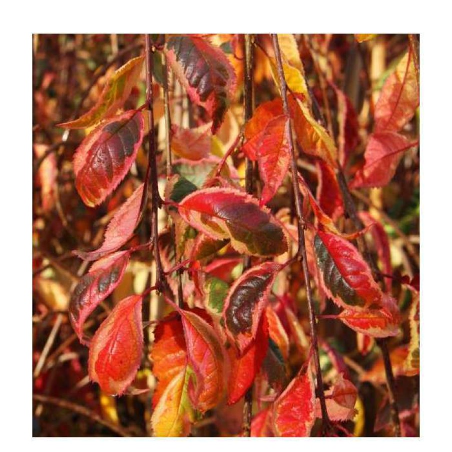 Ornamental Trees * | Prunus 'Frilly Frock' | Variegated Weeping Cherry Blossom Tree | 12L Pot | 150-180Cm | By Frank P Matthews