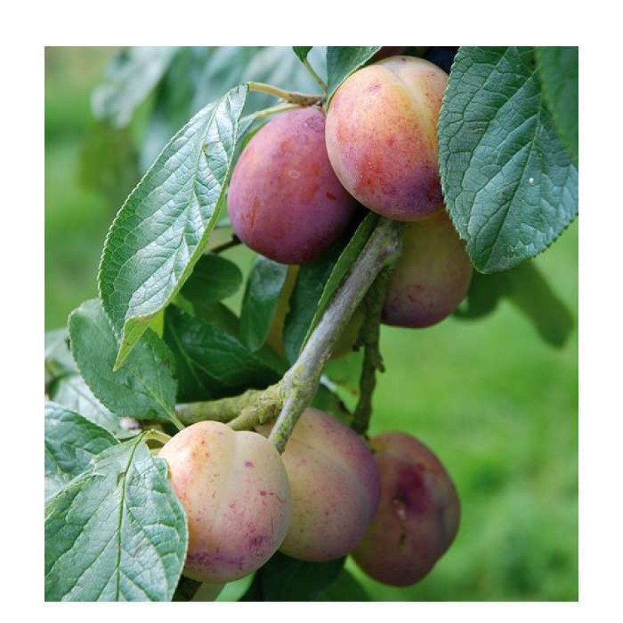 Fruit Trees * | 5Ft 'Victoria' Plum Tree | Sja Semi Vigorous Rootstock | 12L Pot | By Frank P Matthews