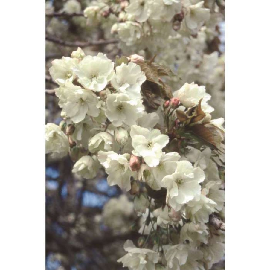 Ornamental Trees * | Prunus 'Ukon' | Cherry Bloosom Tree | 12L Pot | 150-180Cm | By Frank P Matthews