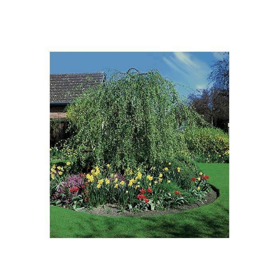 Ornamental Trees * | Betula Pendula 'Youngii' | Weeping Birch Tree | 12L Pot | 150-180Cm | By Frank P Matthews