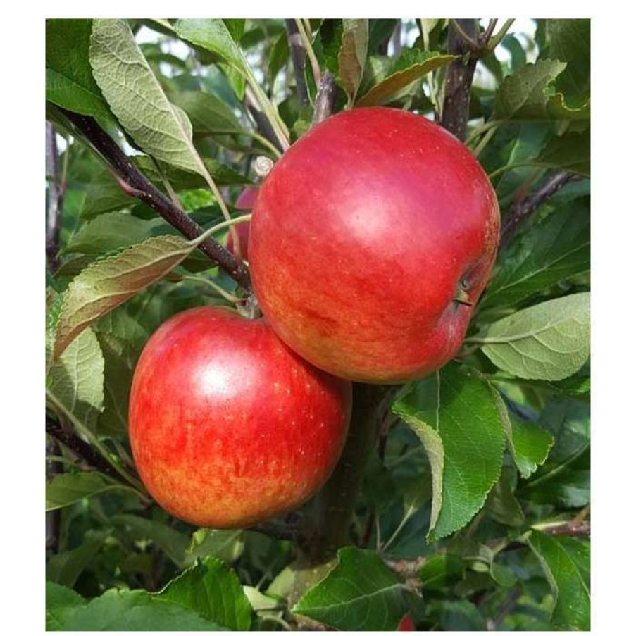 Fruit Trees * | Malus 'Meridian' | Apple Tree