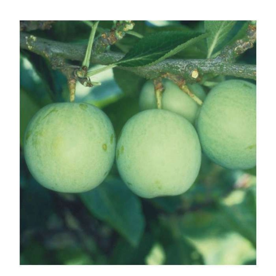 Fruit Trees * | 5Ft 'Old Green Gage' Plum Tree | Vva-1 Semi Dwarfing Rootstock | 12L Pot | By Frank P Matthews