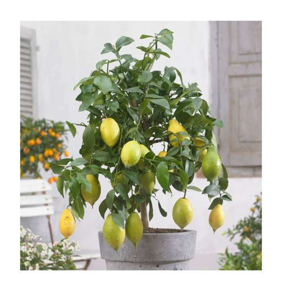 Fruit Trees * | 4Ft Large Lemon Tree | Citrus Limonum | 12L Pot