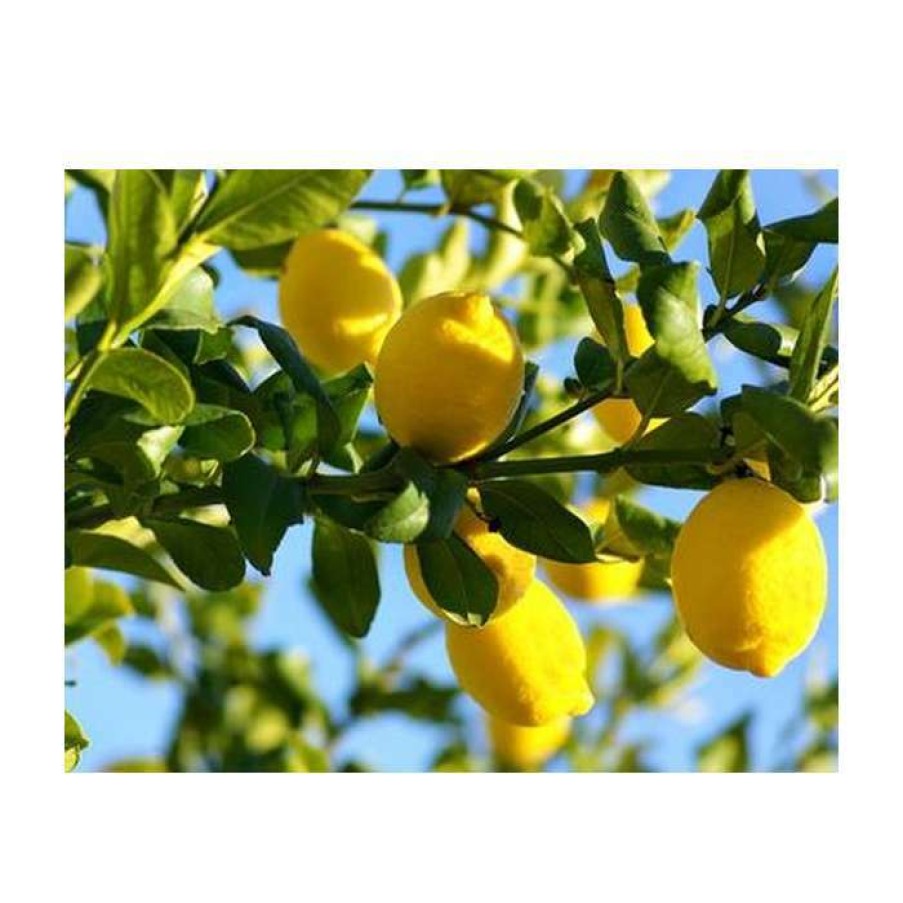 Fruit Trees * | 4Ft Large Lemon Tree | Citrus Limonum | 12L Pot