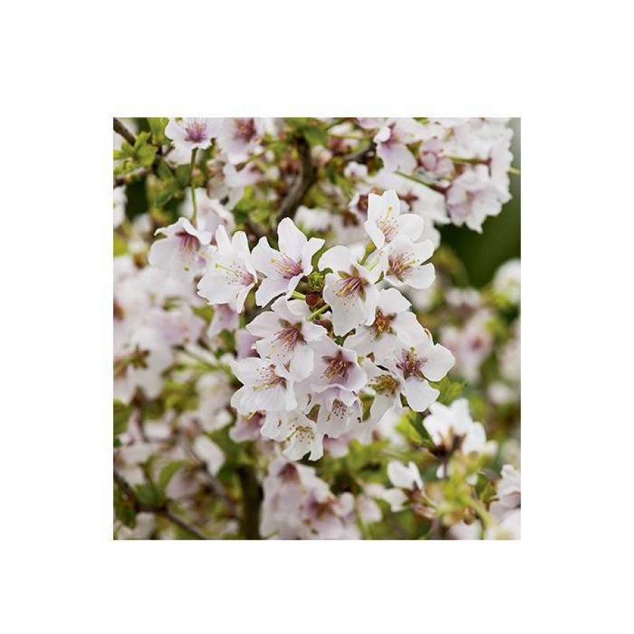 Ornamental Trees * | Prunus 'Kojo No Mai' | Cherry Blossom Tree