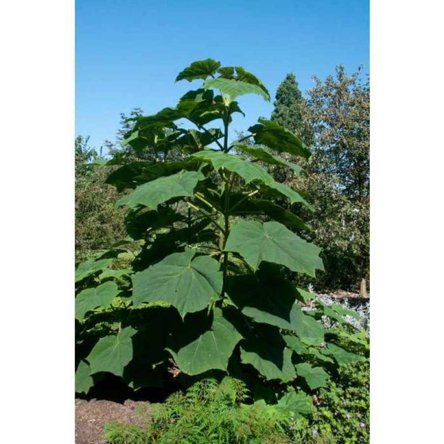 Ornamental Trees * | Paulownia Tomentosa | Fox Glove Tree | 9L Pot | 120-150Cm