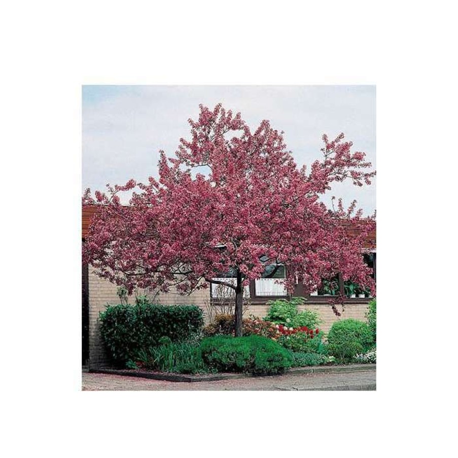 Ornamental Trees * | Malus Floribunda | Crabapple Tree