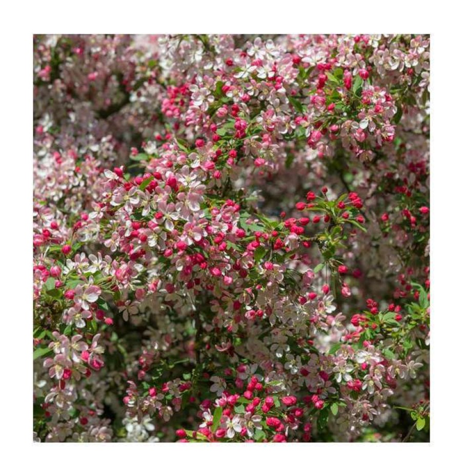 Ornamental Trees * | Malus Floribunda | Crabapple Tree