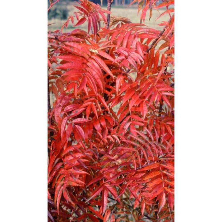 Ornamental Trees * | Sorbus Ulleungensis 'Olympic Flame' | Japanese Rowan Tree | 12L Pot | 150-180Cm | By Frank P Matthews