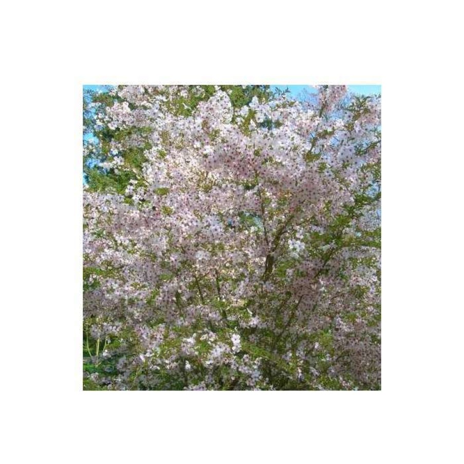 Ornamental Trees * | Prunus Incisa 'The Bride' | Cherry Blossom Tree