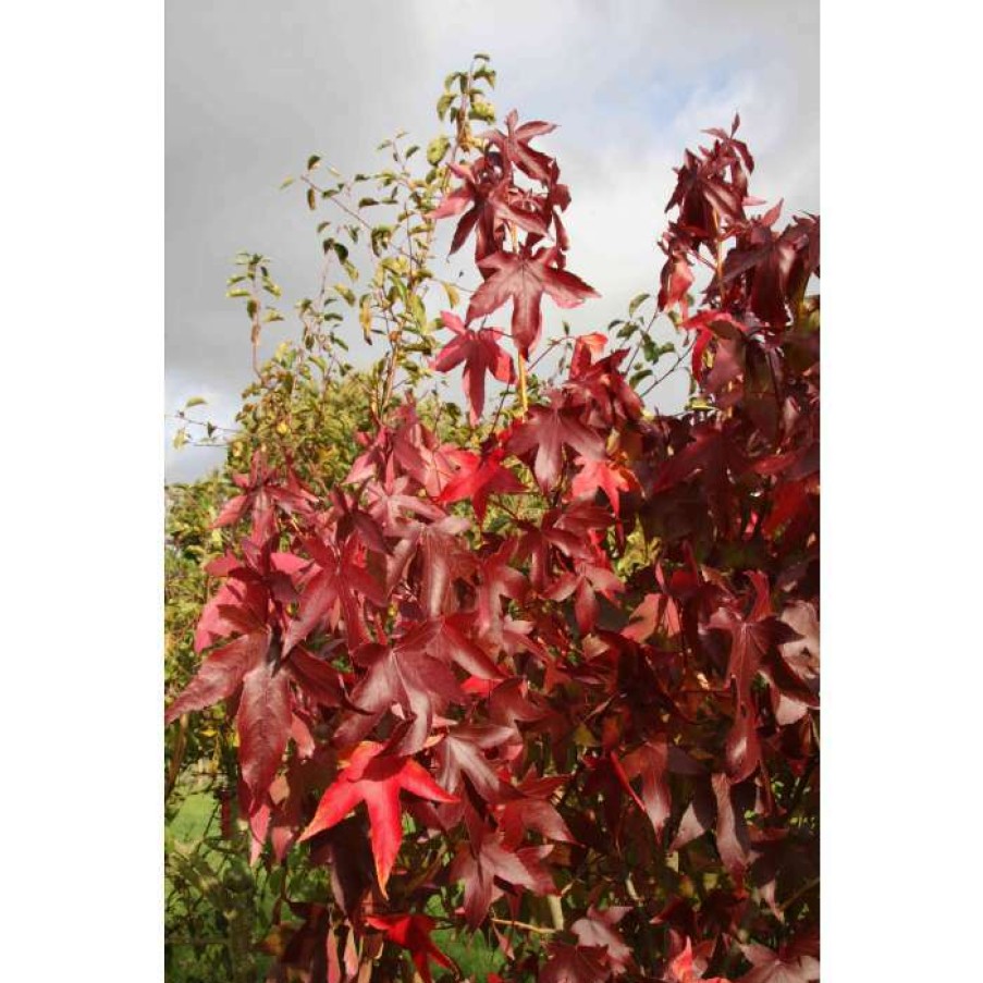 Ornamental Trees * | Liquidambar Styraciflua 'Thea' | Sweet Gum Tree | 9L Pot | 120-150Cm