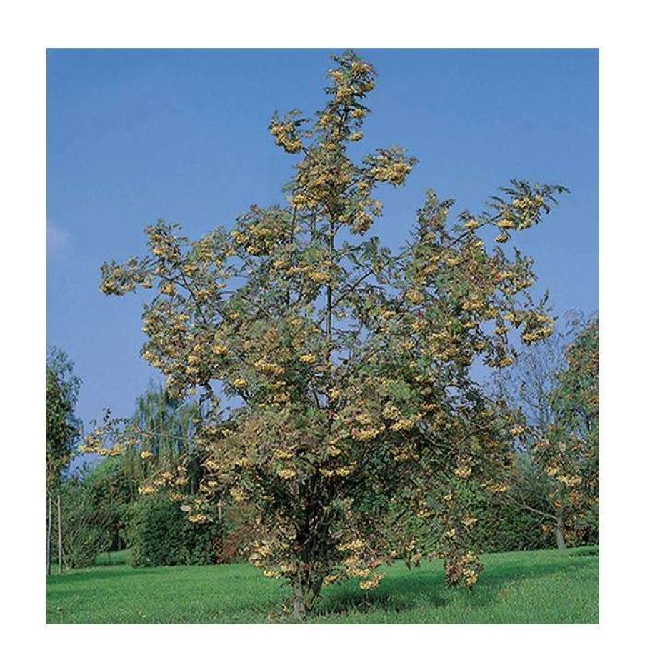 Winter Interest Plants * | Sorbus 'Joseph Rock' | Mountian Ash Rowan Tree | 12L Pot | 150-180Cm | By Frank P Matthews